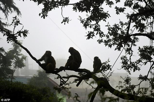 Men who used monkeys to steal cash arrested in India