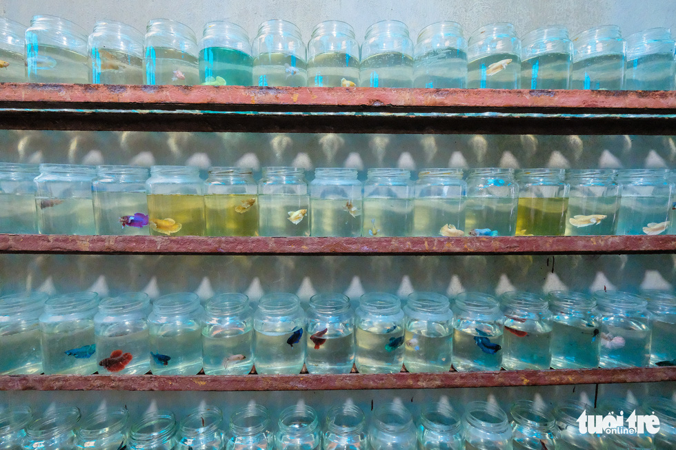 Mature fish are transferred to glass jars for display. Photo: Nam Tran / Tuoi Tre