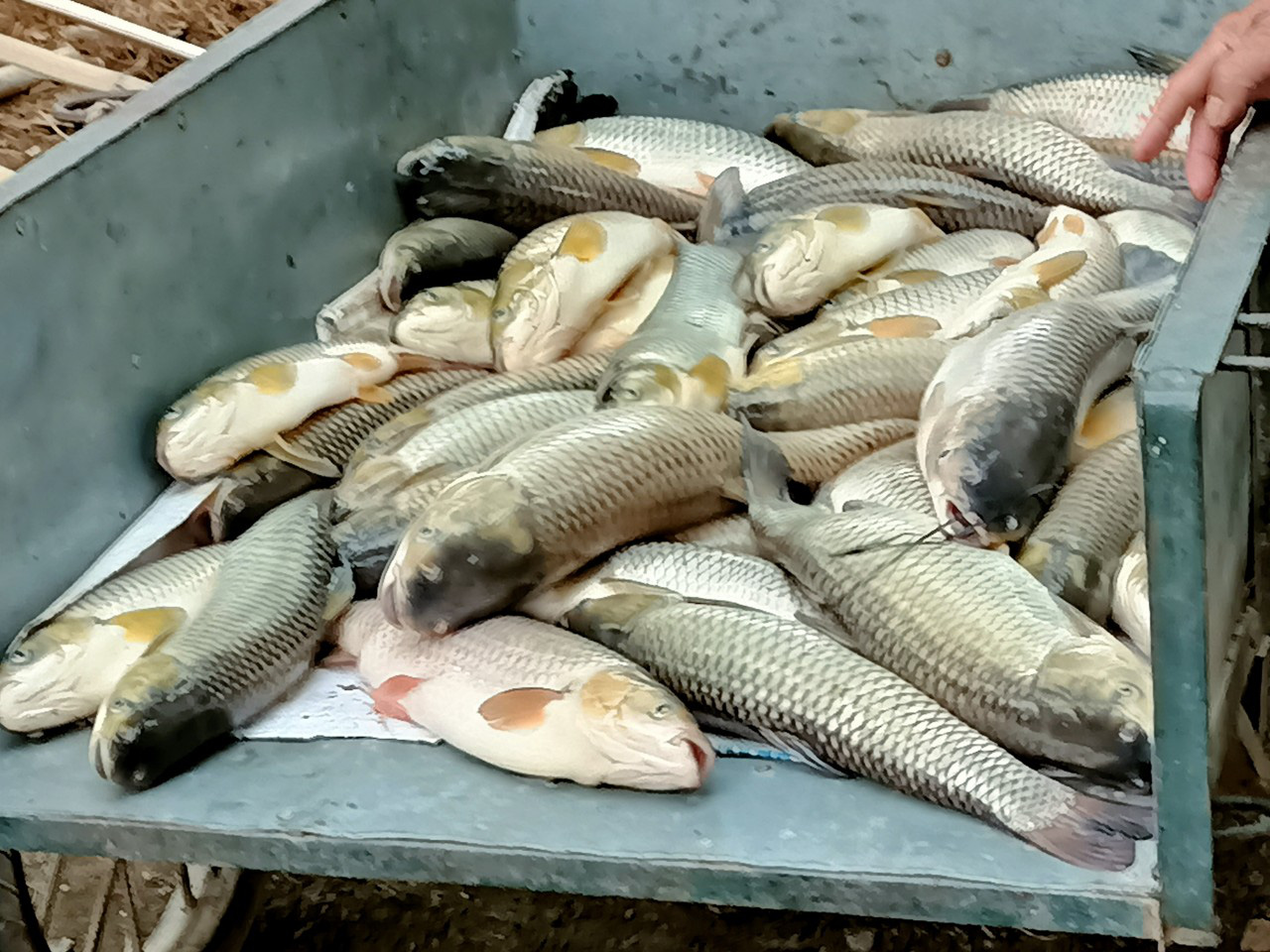 14 tonnes of farm-raised fish die within one day in north-central ...