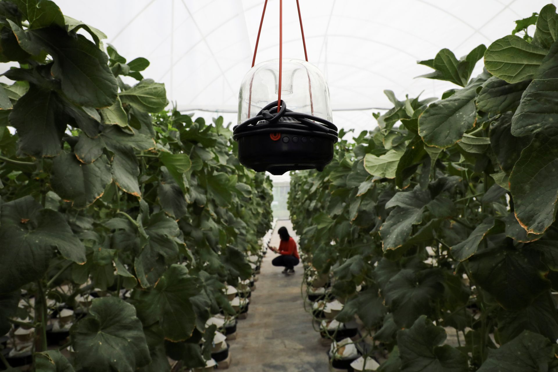 A speaker playing music for melon growth is seen at the Mono Farm in Putrajaya, Malaysia April 8, 2021. Photo: Reuters