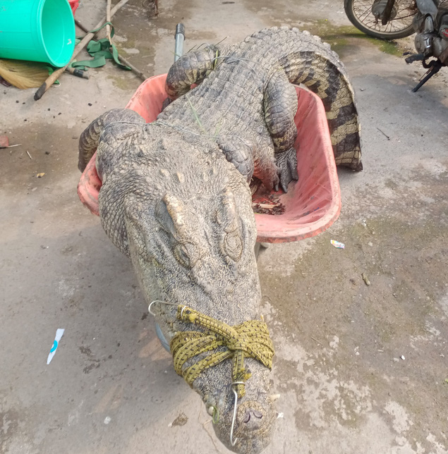 The crocodile found at Duong Van Thanh’s farm in Binh Chanh District, Ho Chi Minh City, April 11, 2021 in this supplied photo