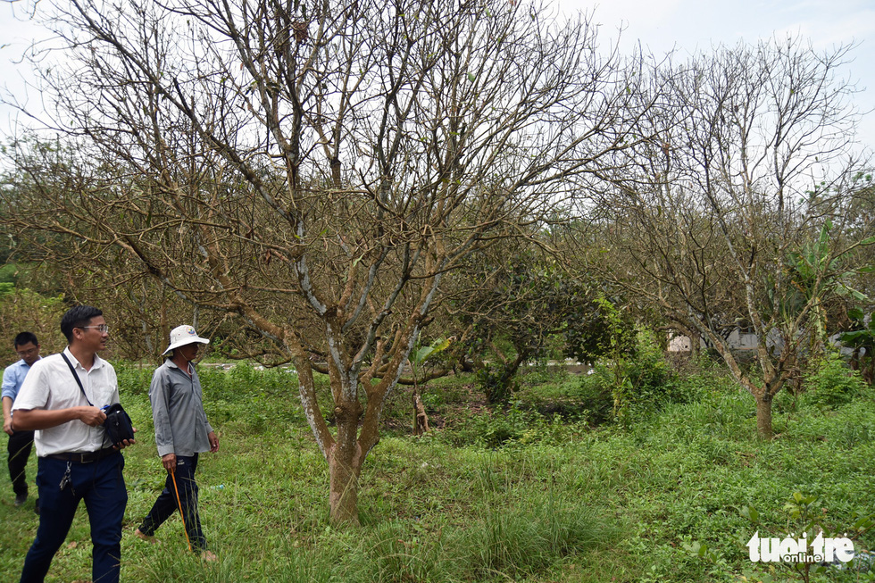 This photo shows the fruit trees bare of leaves due to the beetle devastation in the farm of Nguyen Huu Cong in Binh Phuoc Province’s Hon Quan District. Photo: A. Loc / Tuoi Tre