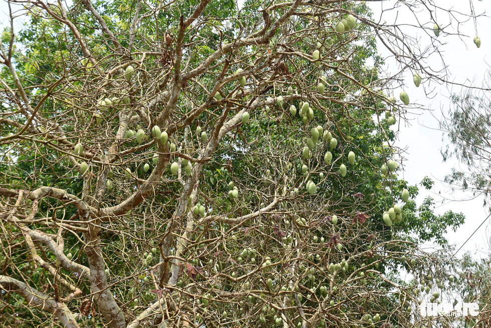 This photo shows a mango tree on which leaves are eaten up by beetles. Photo: A. Loc / Tuoi Tre