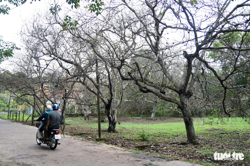 This image shows cashew trees bare of leaves in Dong No Commune, Hon Quan District, Binh Phuoc Province. Photo: A. Loc / Tuoi Tre