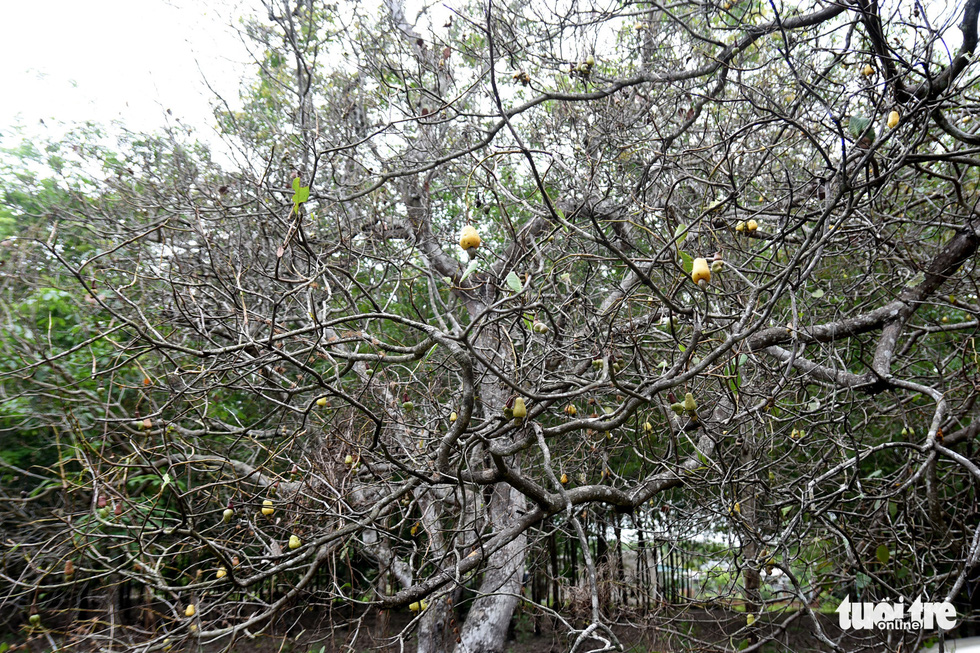 This image shows a cashew tree bare of leaves due to beetle devastation. Photo: A. Loc / Tuoi Tre