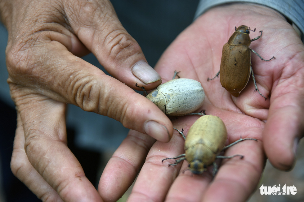 Some beetles are seen in the hand of a farmer in Binh Phuoc Province’s Hon Quan District. Photo: A. Loc / Tuoi Tre