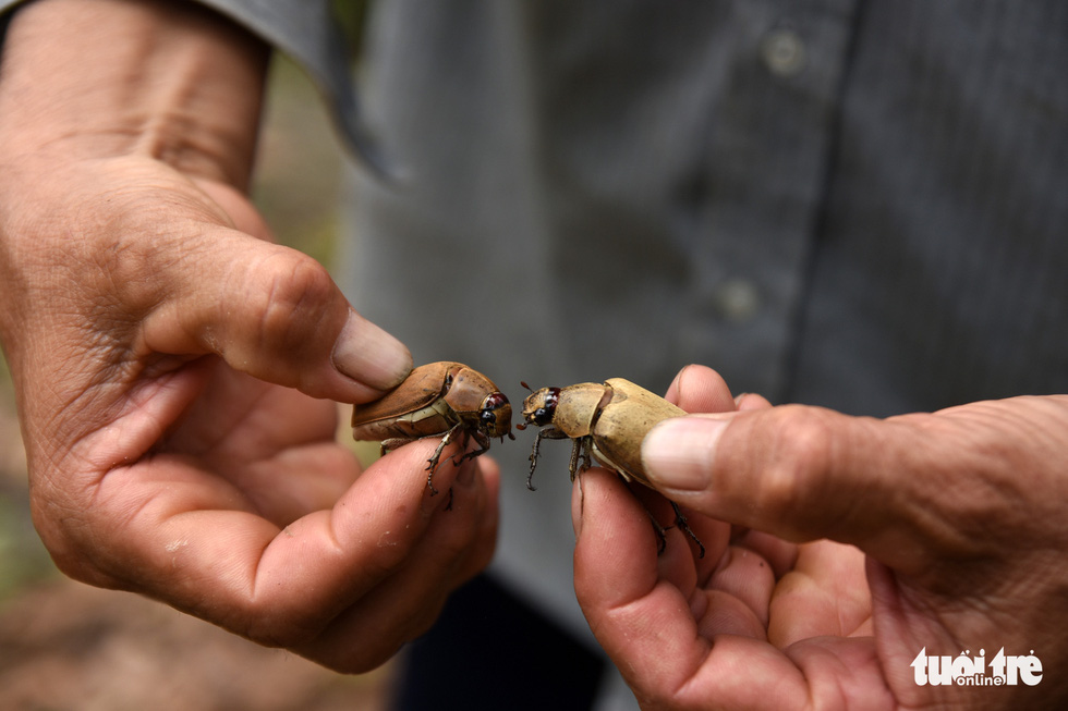 A beetle in Binh Phuoc’s Hon Quan District is larger than the distal phalanx of an adult thumb. Photo: A. Loc / Tuoi Tre