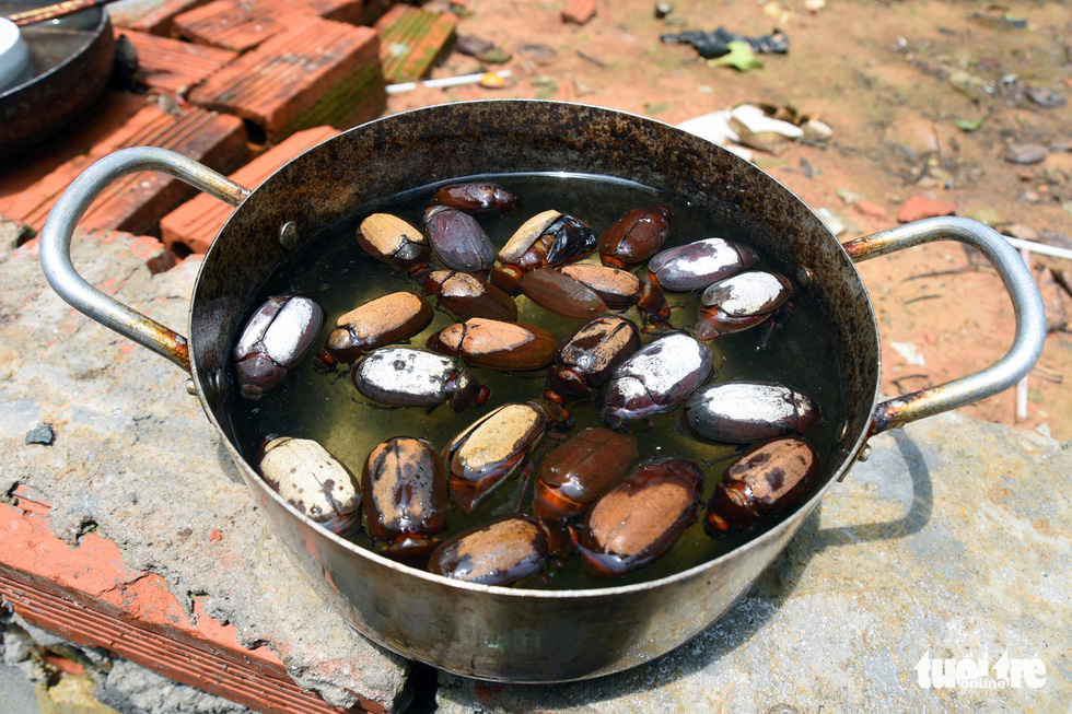This image show beetles trapped in a pot of water placed below a light – a tactic used by locals in Binh Phuoc Province’s Hon Quan District to entice and capture beetles. Photo: A. Loc / Tuoi Tre