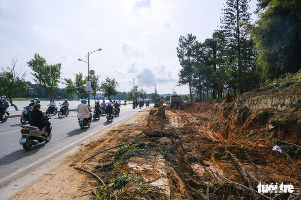Vietnam's Da Lat knocks down, moves age-old trees for street expansion