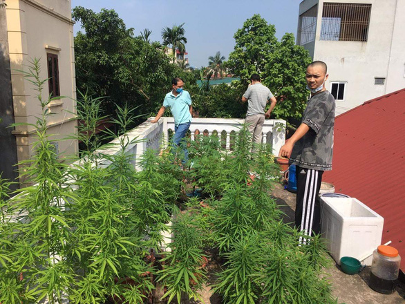 Police bust cannabis farm on Hanoi residential rooftop