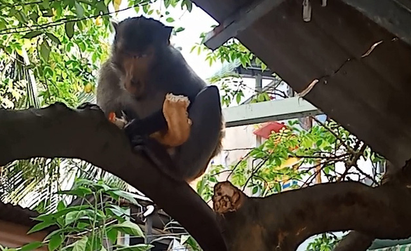 Wild monkeys mess around in Ho Chi Minh City residential areas