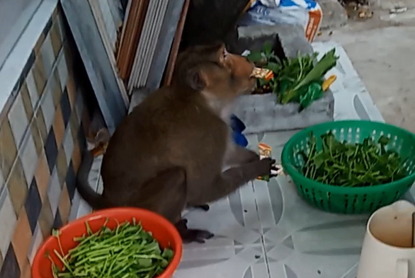 This supplied photo shows a wild monkey eating food stolen from a local resident’s house in District 8, Ho Chi Minh City.