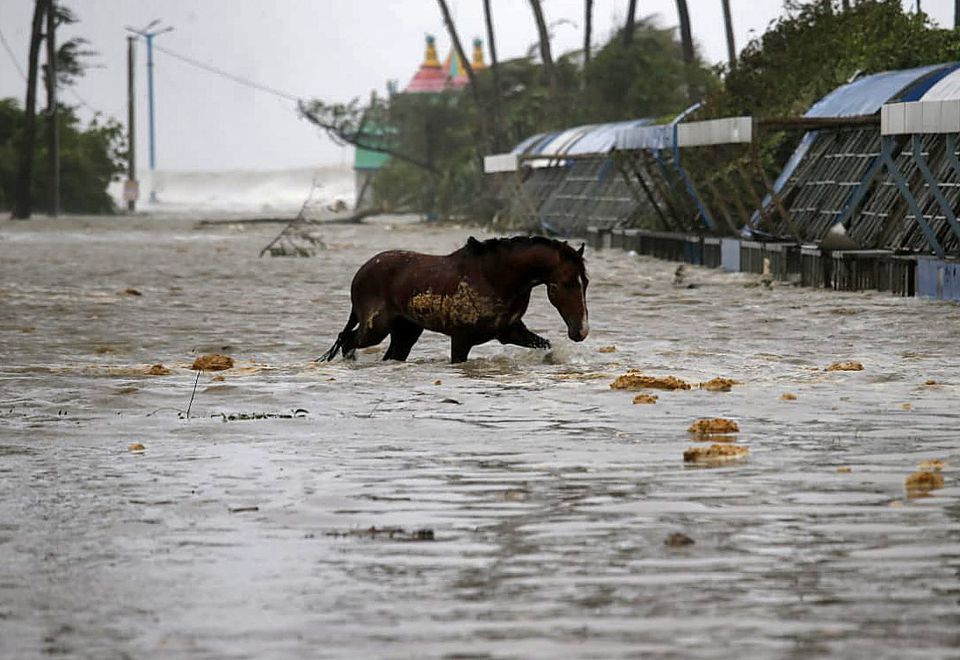 A horse crosses a water-logged road after rains ahead of Cyclone Yaas at Digha in Purba Medinipur district in the eastern state of West Bengal, India, May 26, 2021. Photo: Reuters