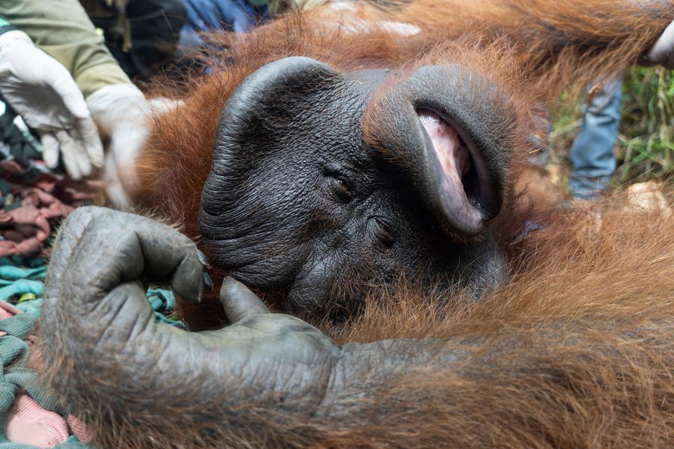Jala, a male adult orangutan, lies while getting anesthesia for medical tests before being released back into the wild by conservationist group International Animal Rescue (IAR) Indonesia and country's environment and forestry ministry agency to the conservation forest of Tanagupa, part of Gunung Palung National Park, in North Kayong regency, West Kalimantan province, Indonesia, May 4, 2021. Courtesy of International Animal Rescue (IAR) and Indonesia's Environment and Forestry Ministry (KLHK)/Handout via Reuters