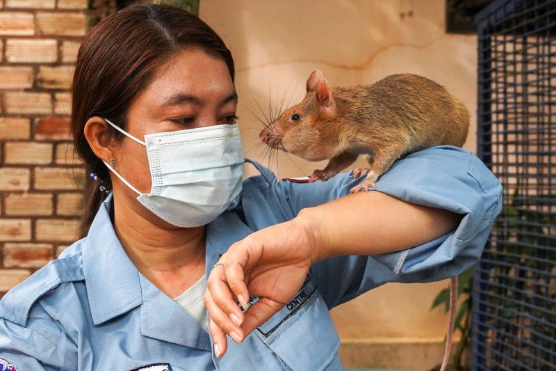 Magawa, the recently retired mine detection rat, plays with its previous handler So Malen at the APOPO Visitor Center in Siem Reap, Cambodia, June 10, 2021. Photo: Reuters
