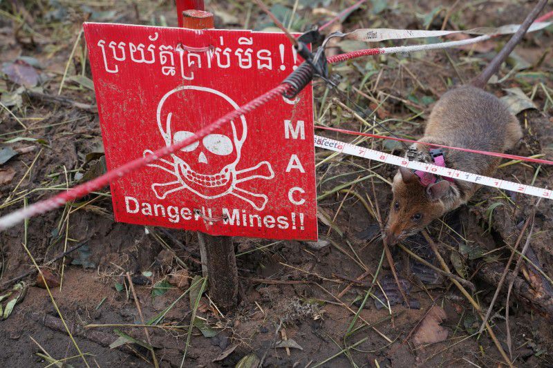 Cambodia deploys new batch of rat recruits to sniff out landmines