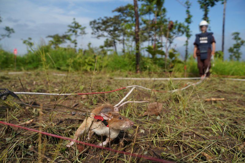 A mine detection rat sniffs for landmines in an area being demined in Preah Vihear province, Cambodia, June 11, 2021. Photo: Reuters
