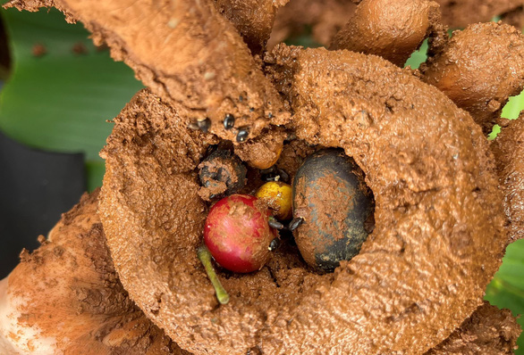Several seeds are wrapped in a soil ball. Photo: Khoi Minh/Tuoi Tre