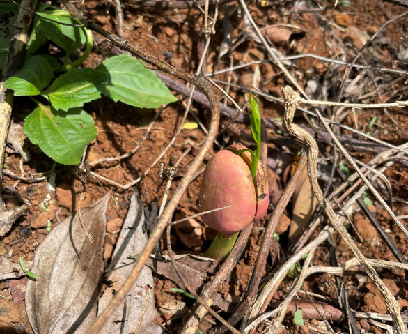 A seed starts sprouting after being thrown into a forest. Photo: Khoi Minh/Tuoi Tre
