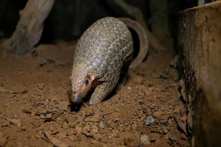 Pangolins are one of the world's most endangered animals and are seen as a delicacy for the mistaken belief that they can cure anything from impotence to even cancer. Photo: AFP