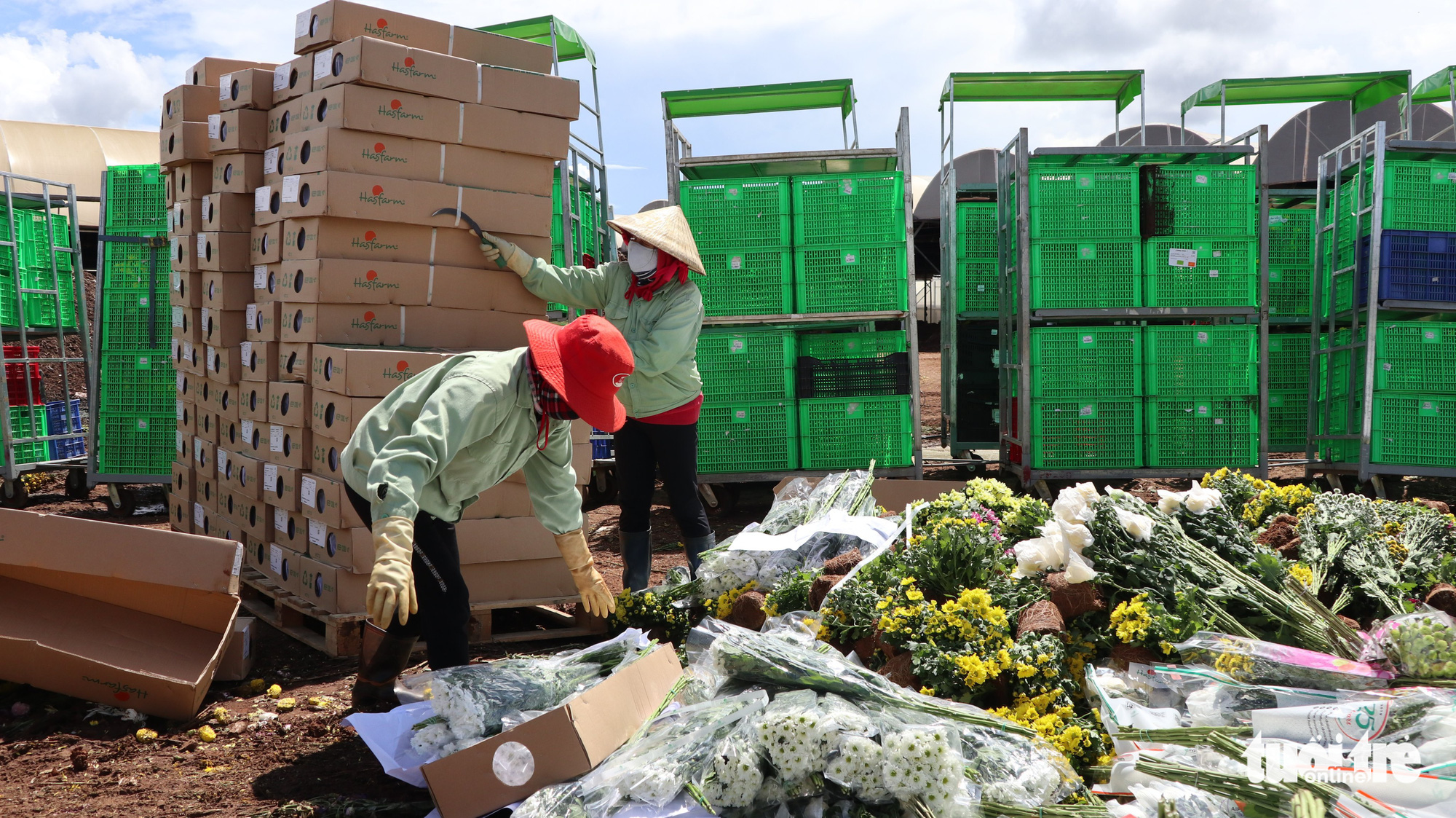 Workers unpack chrysanthemum for destruction in Da Lat City, Lam Dong Province, Vietnam. Photo: M.V. / Tuoi Tre