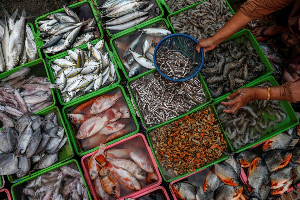 WTO seeks to land big prize after 20 years of fish talks