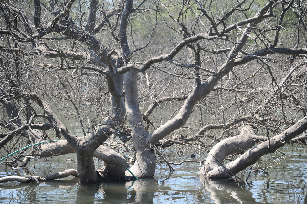 A mangrove tree suffers from dieback in Tam Giang Commune of the central Quang Nam Province. Photo: Duc Tai / Tuoi Tre