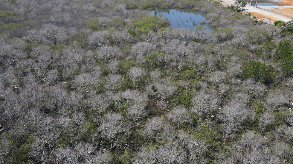 A swath of mangrove forest in Tam Giang Commune of the central Quang Nam province suffers from dieback. Photo: Duc Tai / Tuoi Tre