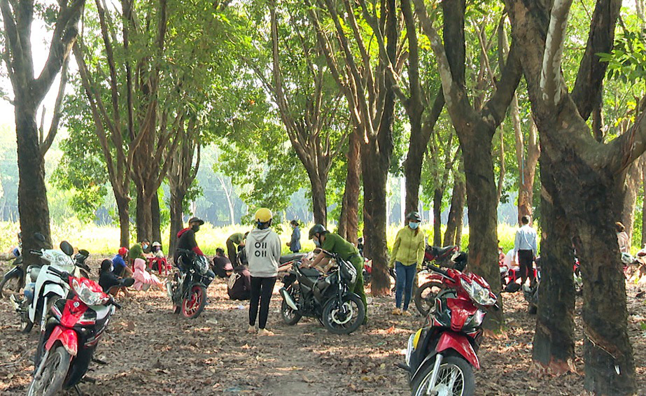 Employees of Dai Thien Phuc Company are caught gathering at a rubber tree plantation in Binh Phuoc Province, Vietnam, July 12, 2021. Photo: N.N. / Tuoi Tre