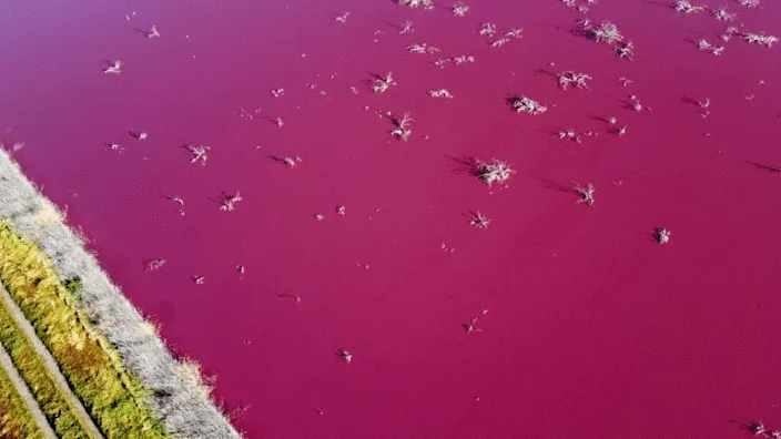 The Corfo lagoon in Patagonia, which is not used for recreation, receives runoff from the Trelew industrial park, and it is not the first time it has turned this unnatural color. Photo: Reuters