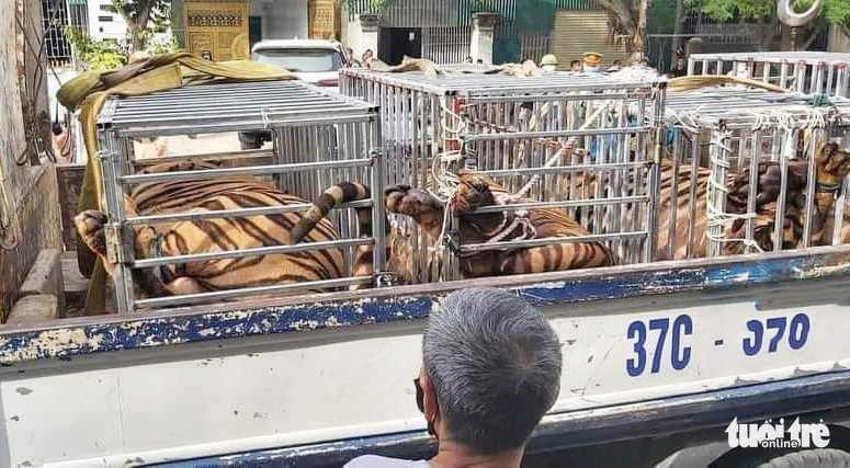 Police Discover 15 Tigers At Residents House In North Central Vietnam Tuoi Tre News 8821