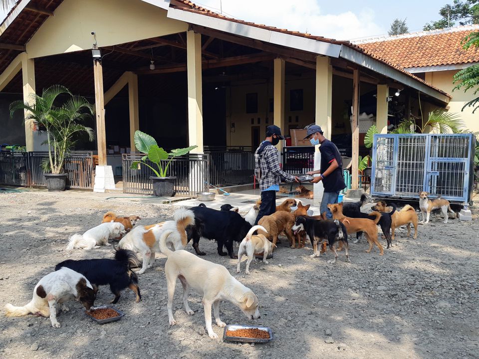 Indonesia animal-lovers help pets left behind by coronavirus