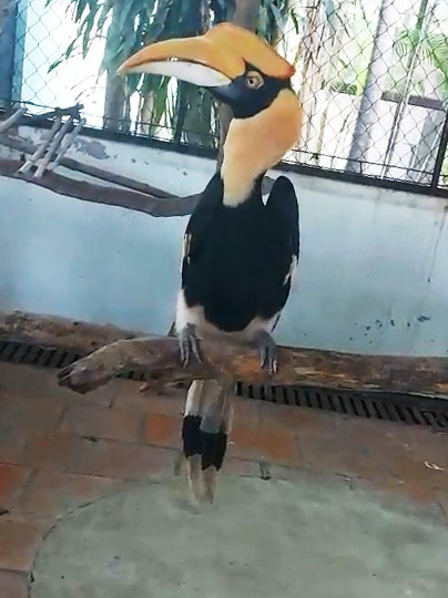A great hornbill is in the care of the Cu Chi Wildlife Rescue Station in Ho Chi Minh City. Photo: A.X. / Tuoi Tre