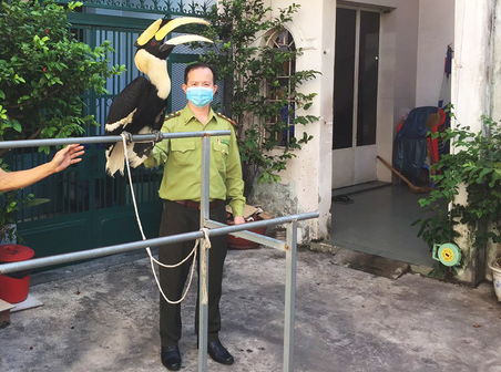 Ho Chi Minh City resident transfers endangered great hornbill to authorities