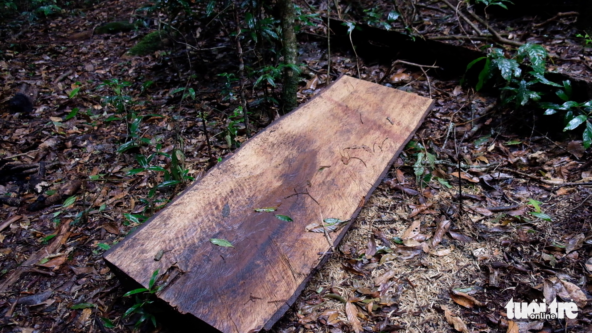 A wood log is left behind by loggers in a primary forest in Lam Dong Province, Vietnam. Photo: Mai Vinh / Tuoi Tre