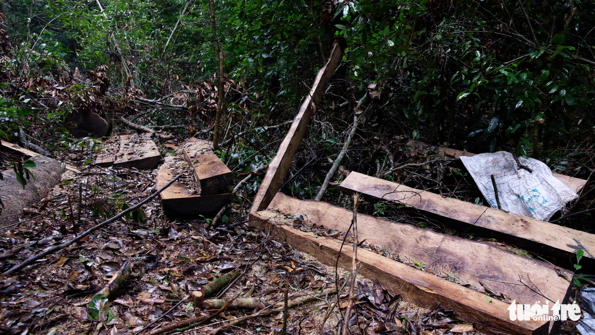 Wood logs are left behind by loggers in a primary forest in Lam Dong Province, Vietnam. Photo: Mai Vinh / Tuoi Tre