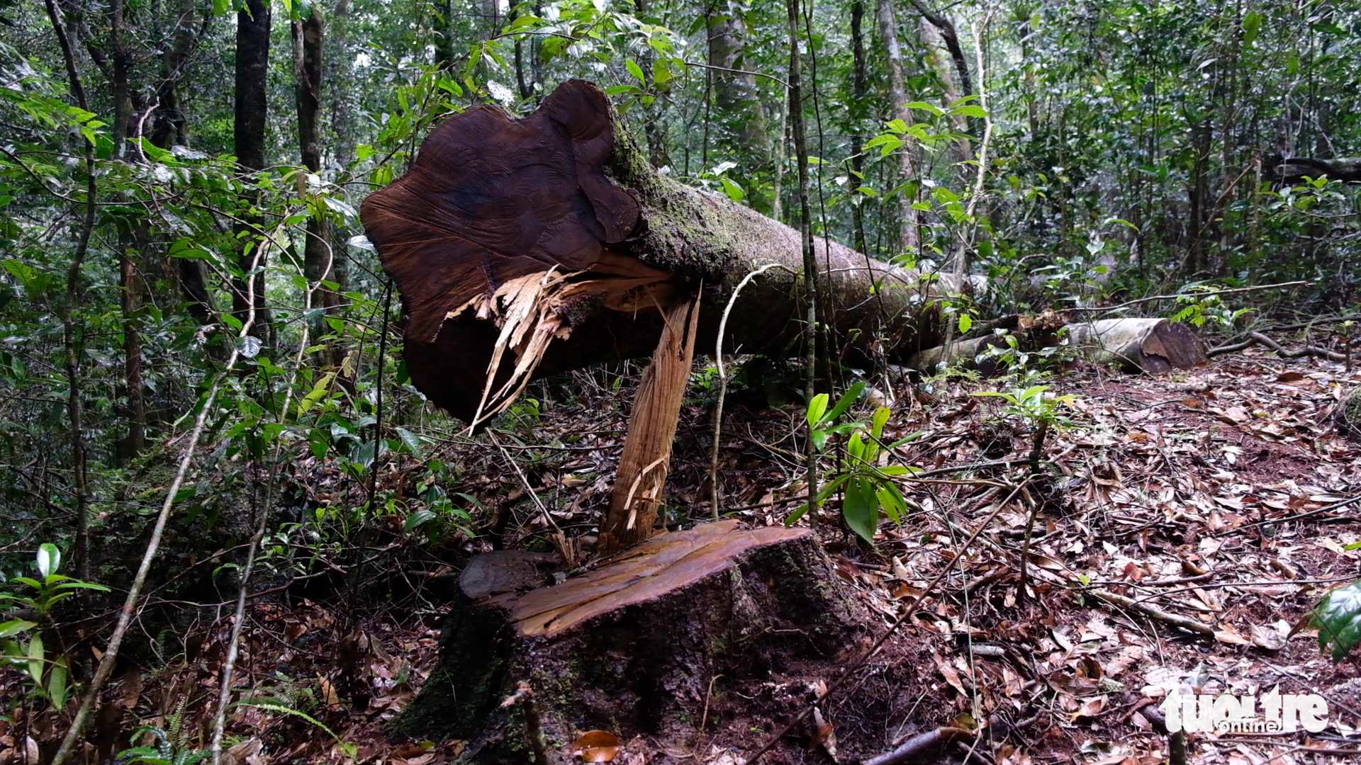 14 people prosecuted for deforestation in Vietnam’s Central Highlands
