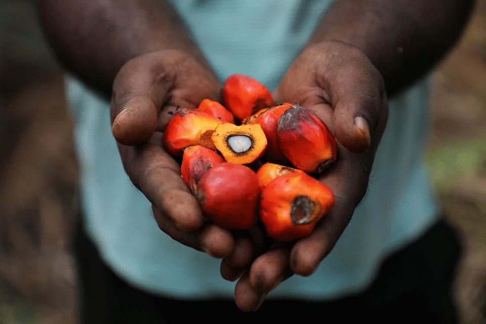 A worker holds palm oil fruits while posing for a picture at an oil palm plantation in Slim River, Malaysia August 12, 2021. Photo: Reuters