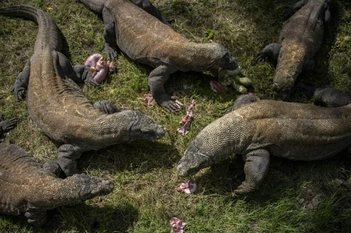 Nowhere to run: Komodo dragons have a limited habitat. Photo: AFP