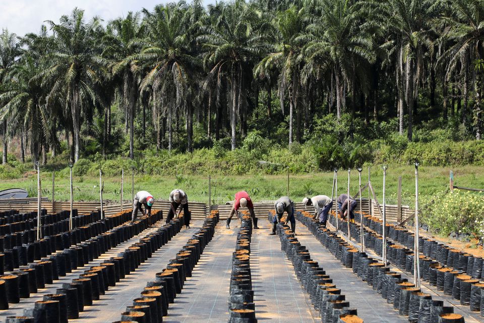 Workers plant oil palm seeds at an oil palm plantation in Slim River, Malaysia August 12, 2021. Photo: Reuters