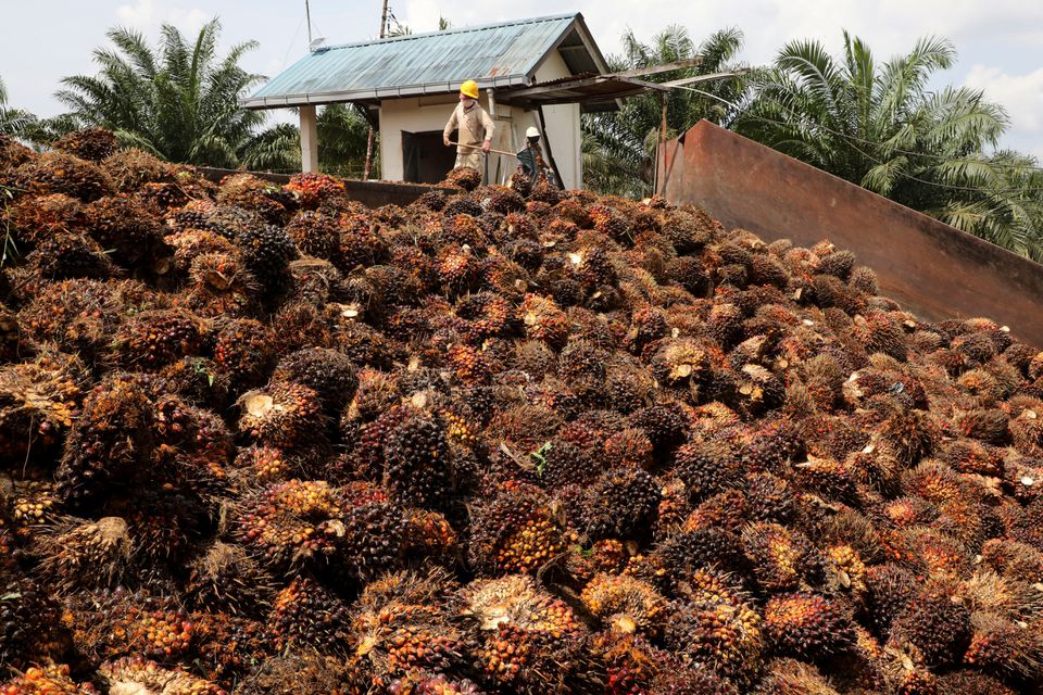 Workers handle palm oil fruits at an oil palm plantation in Slim River, Malaysia August 12, 2021. Photo: Reuters