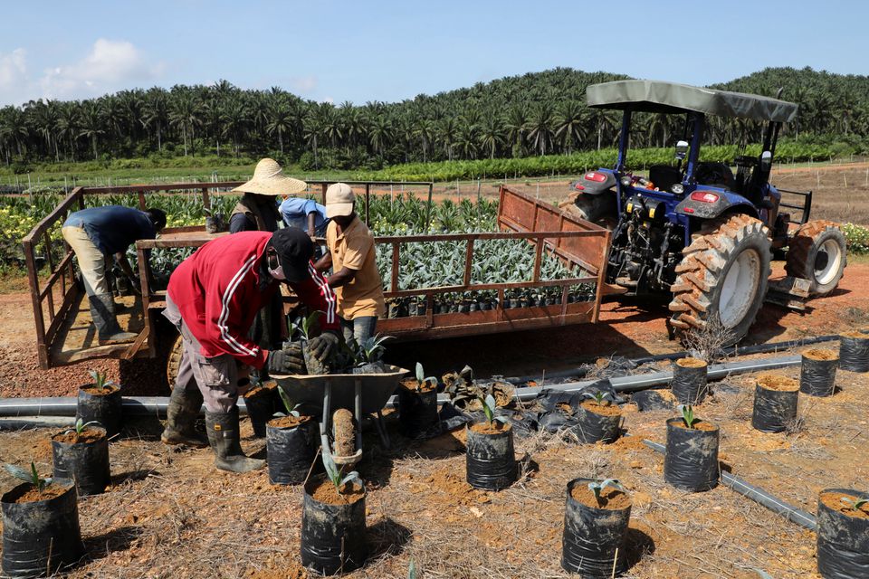 Workers unload oil palm seedlings at a plantation in Slim River, Malaysia August 12, 2021. Photo: Reuters