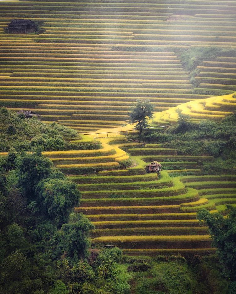 Rice terraces in Mu Cang Chai
