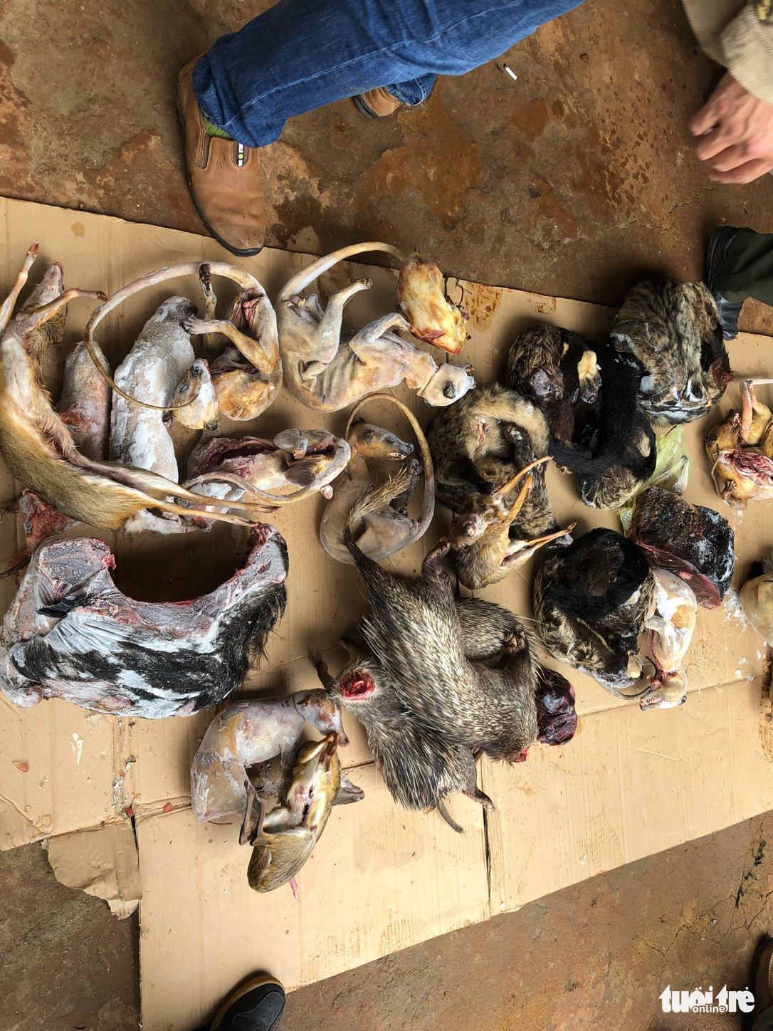 Carcasses of wild animals are found at Trinh Ngoc Dong’s house in Lam Dong Province, Vietnam, September 9, 2021. Photo: Duc Huy / Tuoi Tre