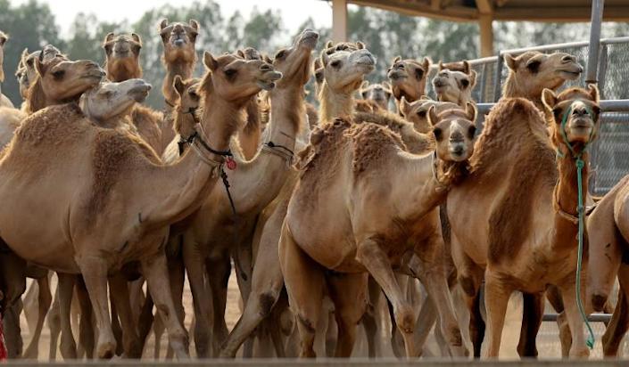 This picture taken on June 4, 2021 shows a view of cloned camel calves in a pen at the Reproductive Biotechnology Center in Dubai. Photo: AFP