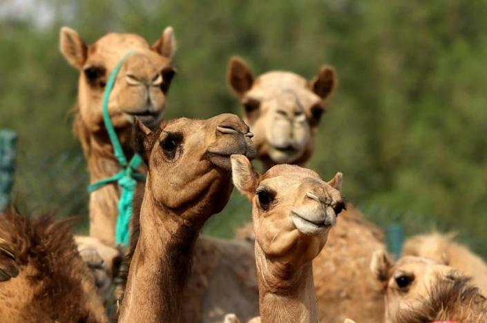 Clone your camel: beauty pageants, races spur high demand