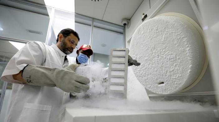 Dr. Nisar Ahmad Wani, Scientific Director of the Reproductive Biotechnology Center, checks on frozen samples at the center’s laboratory in Dubai on June 4, 2021. Photo: AFP