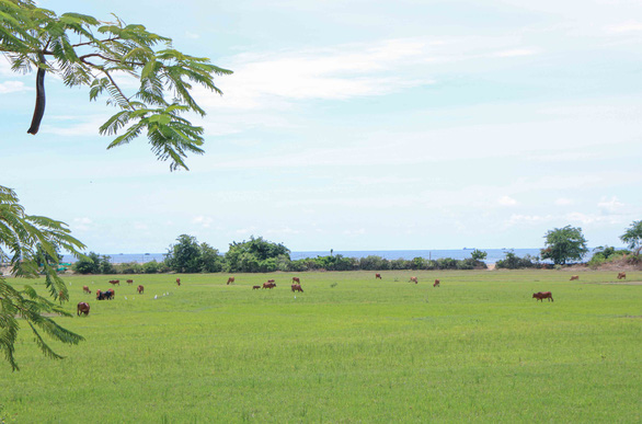 A pasture at Nui Chua National Park in Ninh Thuan Province, Vietnam. Photo: Duy Ngoc / Tuoi Tre