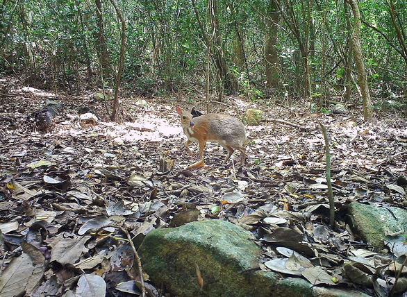 A Vietnamese mouse-deer, also known as a silver-backed chevrotain, an endemic species to Nui Chua National Park in Ninh Thuan Province, Vietnam. Photo courtesy of the Nui Chua National Park Management Board.
