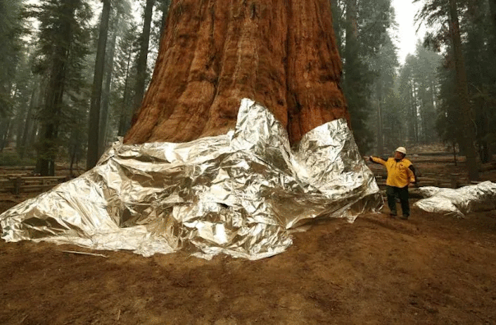 California fights fire with fire to protect giant sequoias